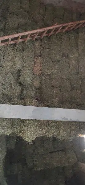 Khushak loosan / Animal feed / Rabbits feed / Loosan / Alfalfa