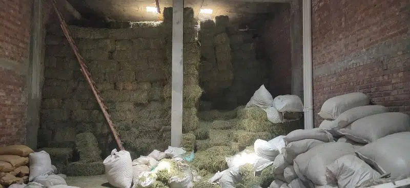 Khushak loosan / Animal feed / Rabbits feed / Loosan / Alfalfa — photo 2