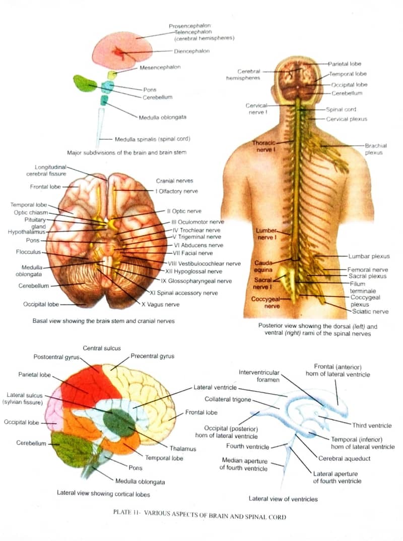 DORLANDS ILLUSTRATED MEDICAL DICTIONARY / MEDICAL BOOKS / BOOKS 5