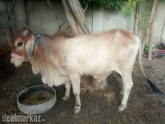 Professional Qasai Qurbani woh bhi asani sai