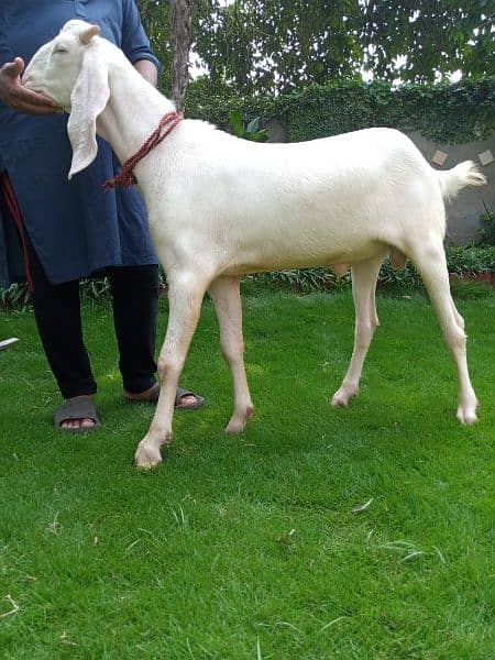 Qurbani Kay Rajanpuri Bakra (2-Dant). 0