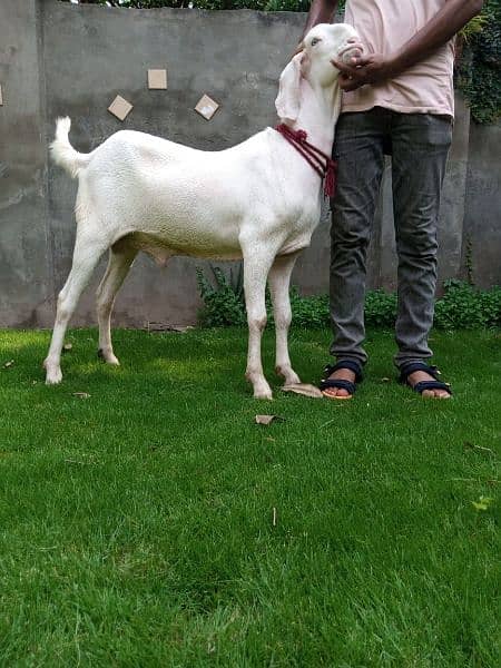 Qurbani Kay Rajanpuri Bakra (2-Dant). 2