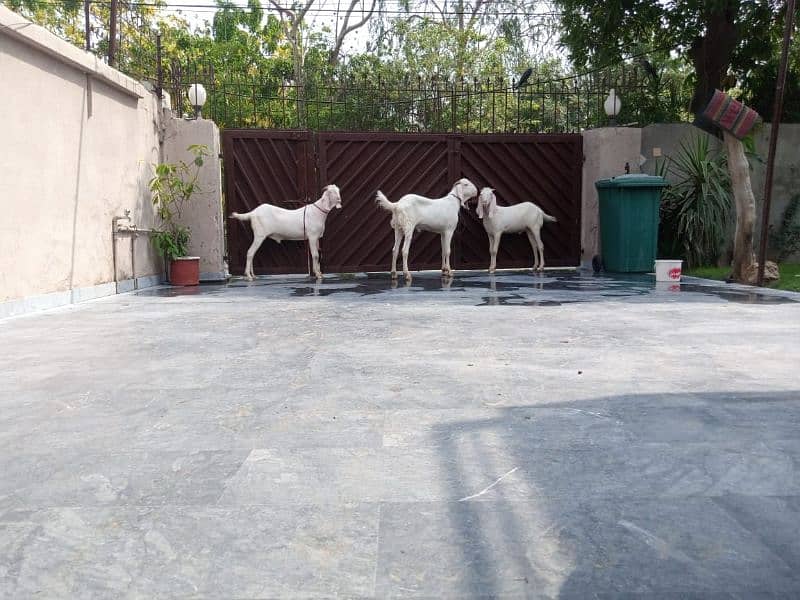 Qurbani Kay Rajanpuri Bakra (2-Dant). 3