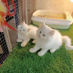 High quality Persian kittens up for sale