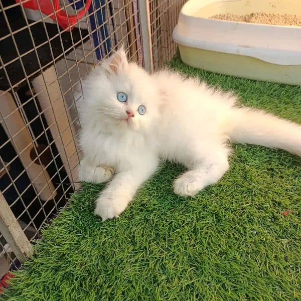 High quality Persian kittens up for sale 1