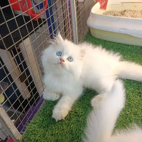 High quality Persian kittens up for sale 2