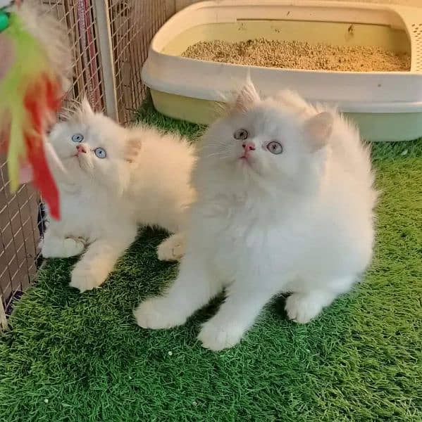 High quality Persian kittens up for sale 3