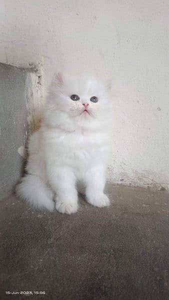 High quality Persian kittens up for sale 5