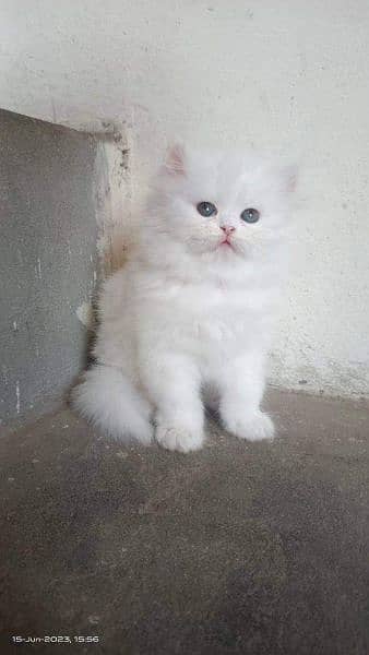 High quality Persian kittens up for sale 6