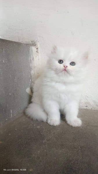 High quality Persian kittens up for sale 7