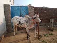 بیل برائے فروحت عید الاضحی کے لئے