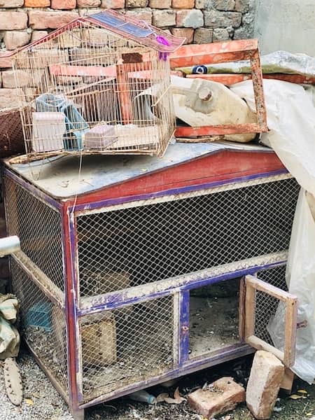 pure hand made lasani birds cage for sale 2