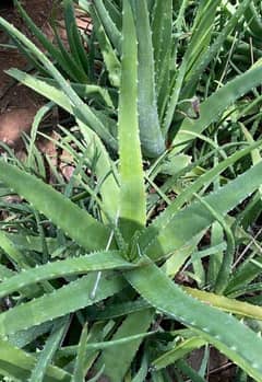 fresh alovera leave and plants