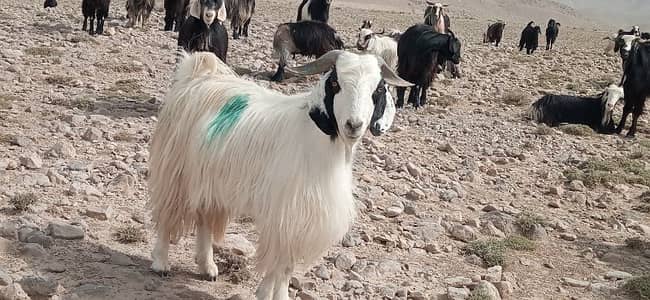 عید کے دن بھی بکرے اور دمبے تکتو گوٹ اینڈ شیپ فارم پر دستاب ہے