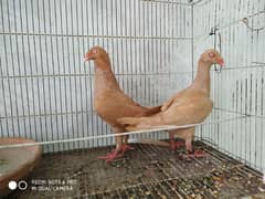 Danish breeder pair for sale