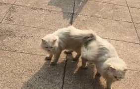 persion tripple cotted pair cat for sales 0