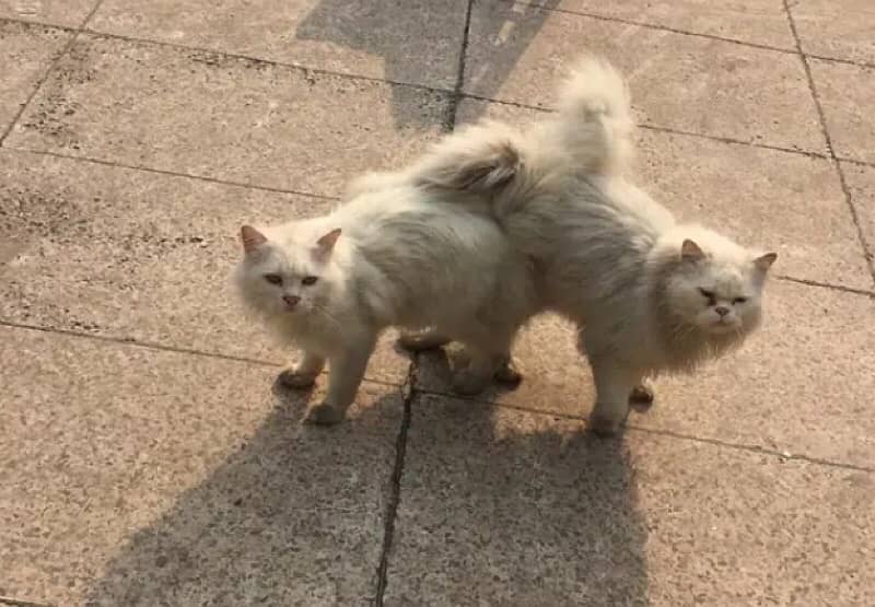 persion tripple cotted pair cat for sales 2