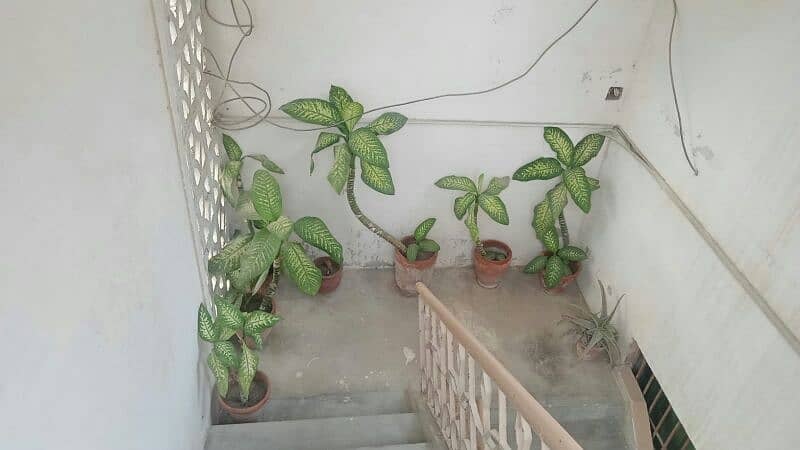 I am selling my 12 plants in just 13000RS: Plant availible for sale. 6