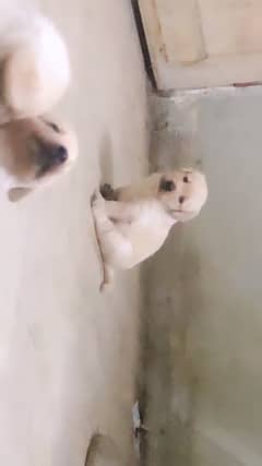 Labrador puppies available