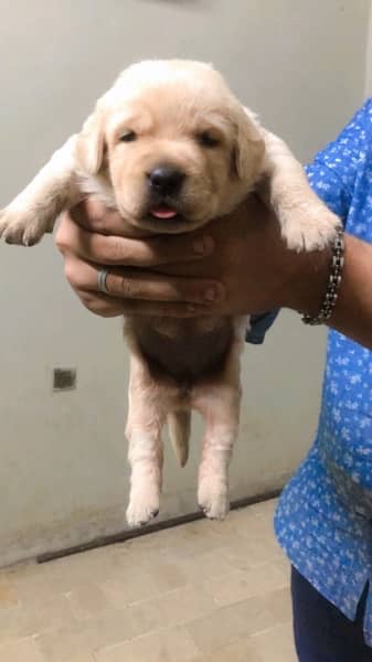 Labrador puppies available 1