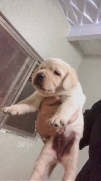 Labrador puppies available 2