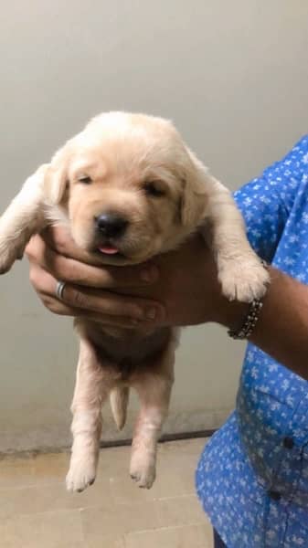 Labrador puppies available 3