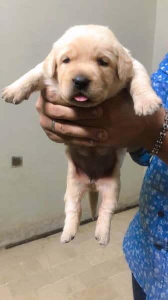 Labrador puppies available 4