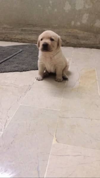 Labrador puppies available 5