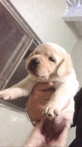 Labrador puppies available 6