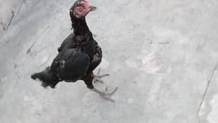 Aseel black murgi NOK Nali black kurak hogi ha