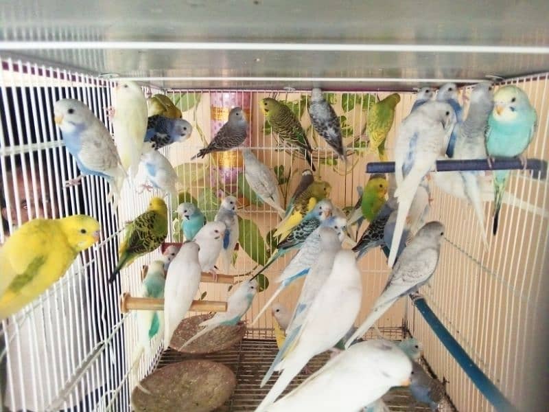 Budgies breeder pair with chicks | Australian parrots pathe - Parrots ...