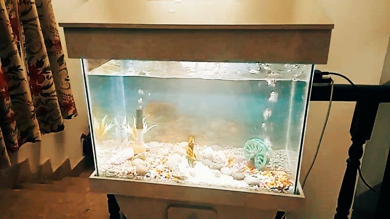 Fish Aquarium with all accessories 5