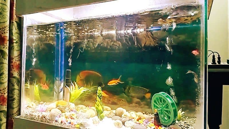 Fish Aquarium with all accessories 6