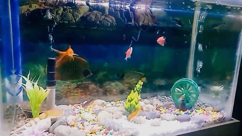 Fish Aquarium with all accessories 7