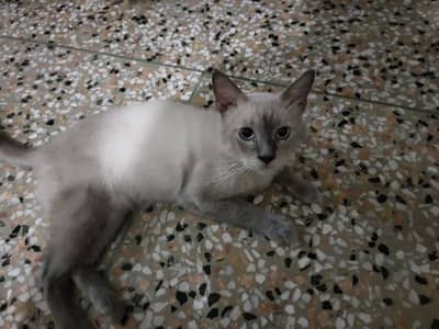 Siamese breed male cat