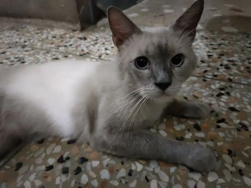 Siamese breed male cat — photo 2