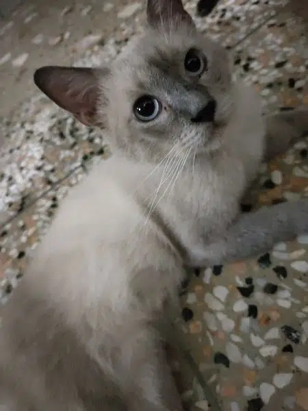 Siamese breed male cat — photo 3
