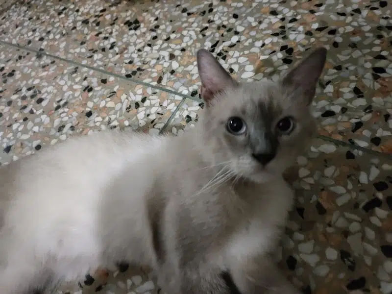 Siamese breed male cat — photo 4