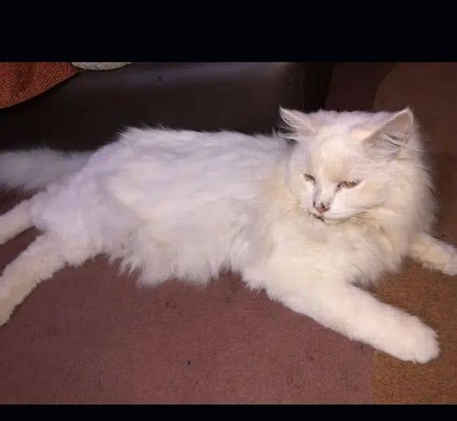 hi I'm selling a Persian cat 0