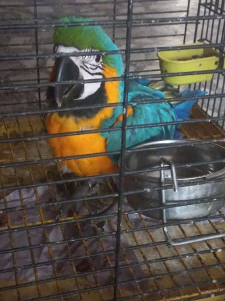Macaw blue nd gold triton cokatoo and double yellow headed amazon 1