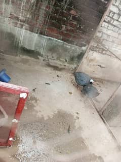 guineafowls