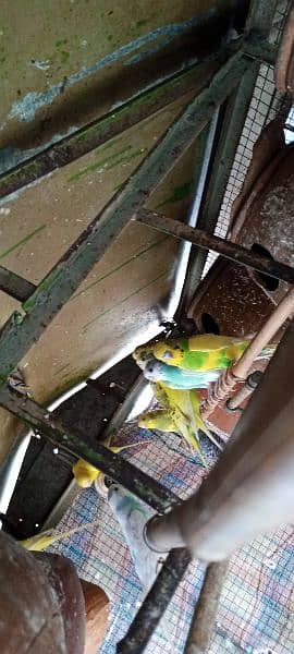 perrot matky 2