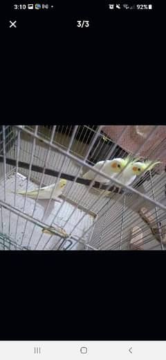 coctail birds 3 . per bird price 3000