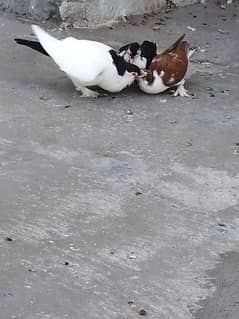 Lahori sherazi pair forsale