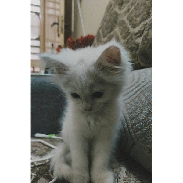 Russian cat For sale Blue Eys Double coute 3.5 mounths kitten Cats 1073564067