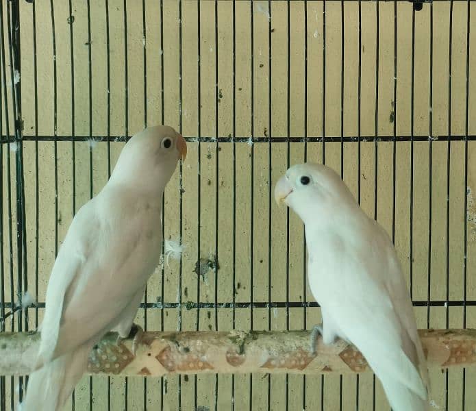 Hogoromo, Exhibition, Cocktail, Albino - Parrots - 1073193693