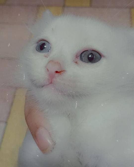 Kiten for sale all are two month old 3 is white and One black color 3