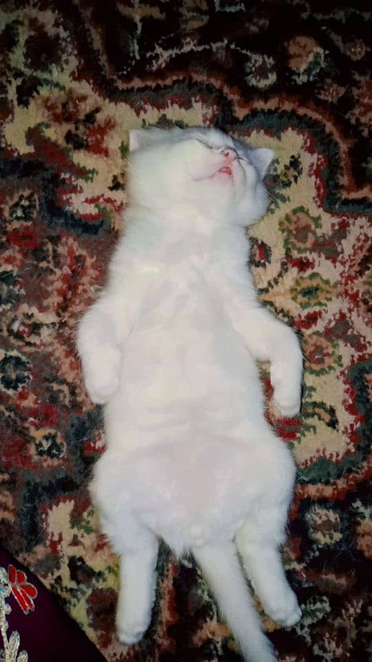 Kiten for sale all are two month old 3 is white and One black color 4