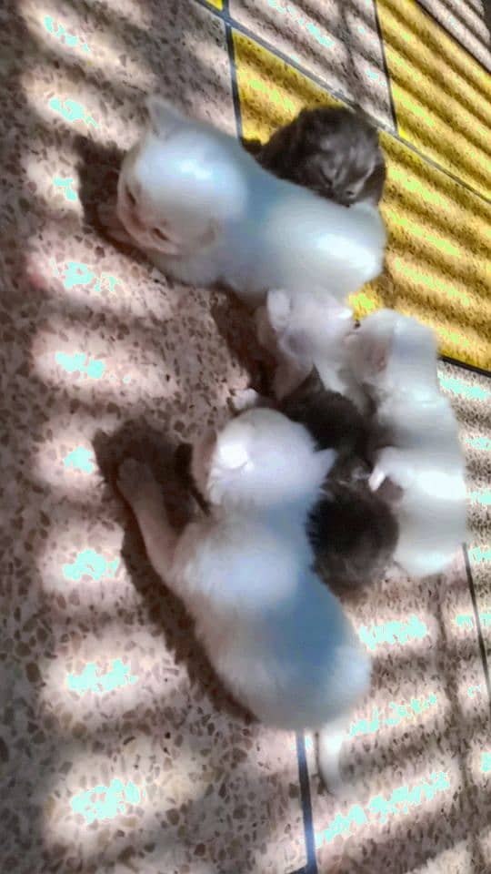 Kiten for sale all are two month old 3 is white and One black color 5