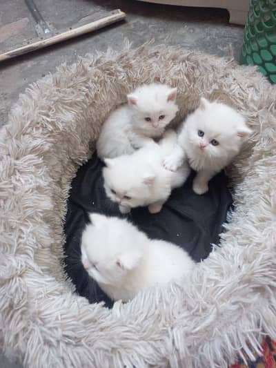 pure punch face triple coated white kittens available age 55days